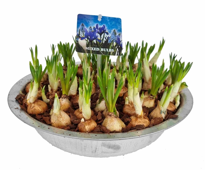 <h4>Bol op Pot Bollenmix in zinken schaal D29</h4>