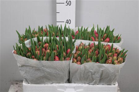 <h4>Tu Du Columbus</h4>