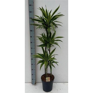 Dra De Lemon Lime 90-60-30 Cm