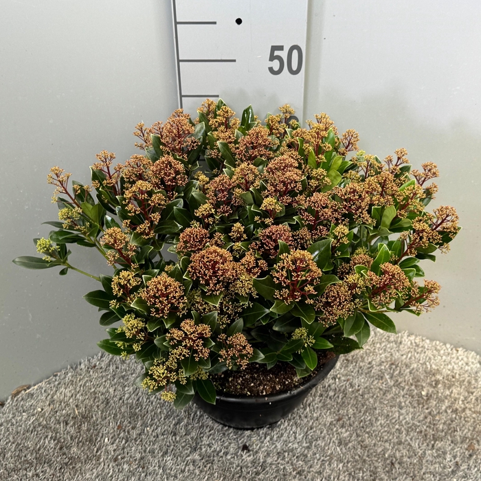 <h4>Skimmia japonica 'Rubesta Jos' schaal</h4>