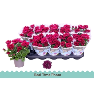 CHRYS MOUNT AUBI PUR