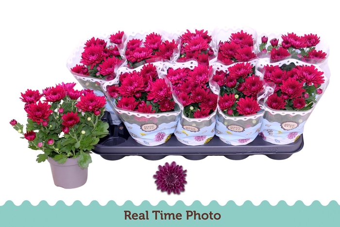 <h4>CHRYS MOUNT AUBI PUR</h4>