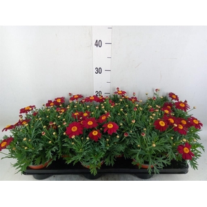 Argyranthemum  'La Rita Purple Red'