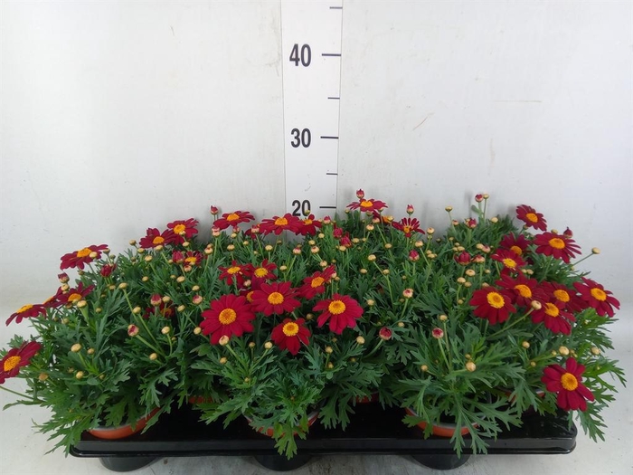 <h4>Argyranthemum  'La Rita Purple Red'</h4>