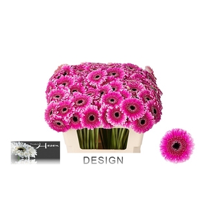 GE MI DESIGN