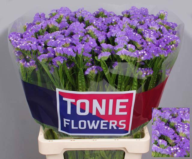 <h4>LIM S MARTIN BLUE</h4>