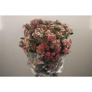 Viburnum Valeriy Per Bunch