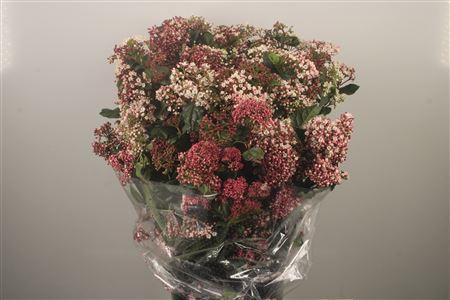 <h4>Viburnum Valeriy Per Bunch</h4>