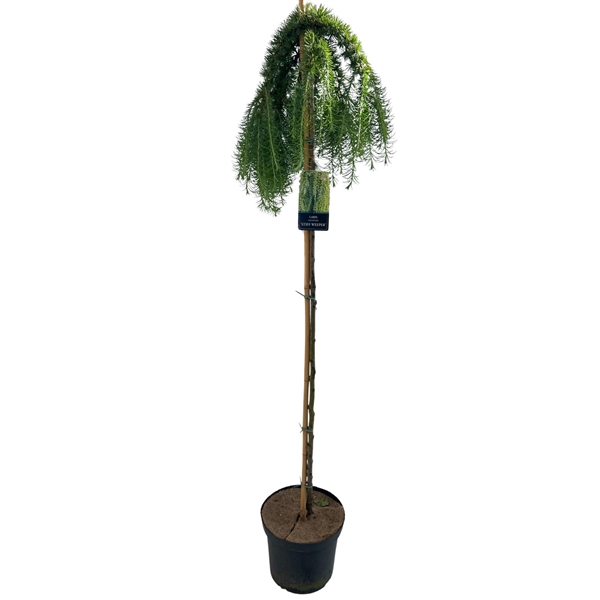<h4>Larix Kaempferi Stiff Weeper Stam 150cm</h4>