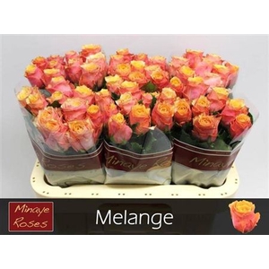 R Gr Melange