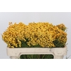 Kaaps Groen Lanug. yellow