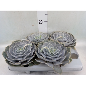 Echeveria  'Pollux'