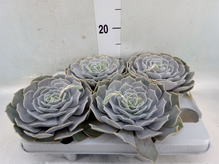 <h4>Echeveria  'Pollux'</h4>