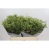 Limonium sinensis China Lemon