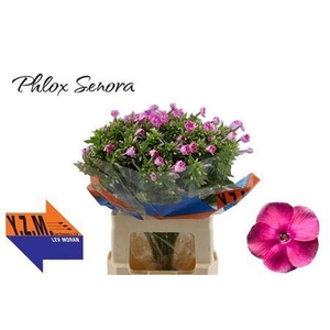 Phlox Senora Pink