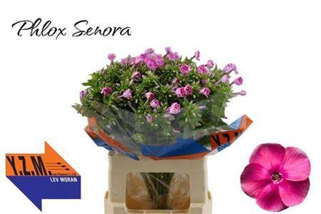 Phlox Senora Pink