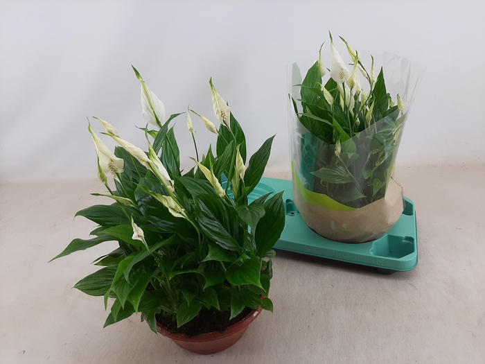 <h4>SPATH BELLINI</h4>