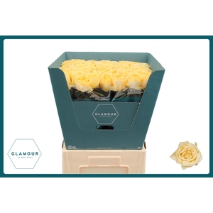 R GR BUTTERCUP GLAMOUR