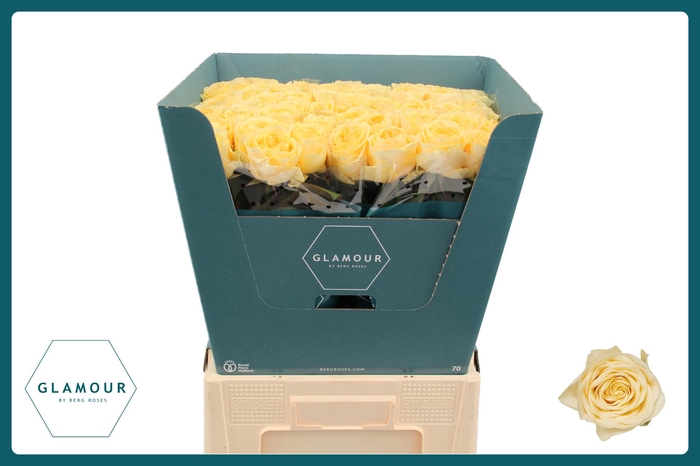 <h4>R GR BUTTERCUP GLAMOUR</h4>