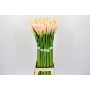 Zantedeschia Eydolls Salmon Promo