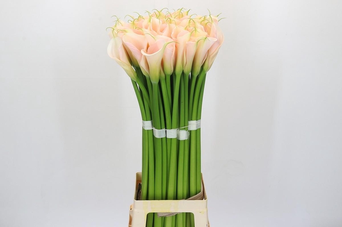 <h4>Zantedeschia Eydolls Salmon Promo</h4>