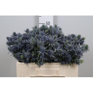 Eryn Supernova Qstar