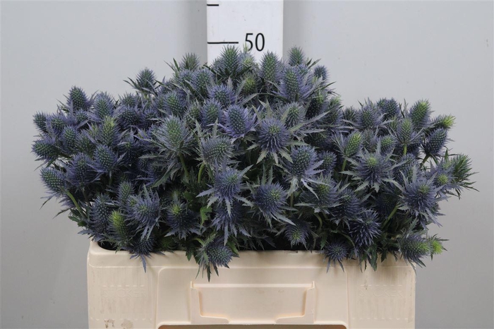 <h4>Eryn Supernova Qstar</h4>