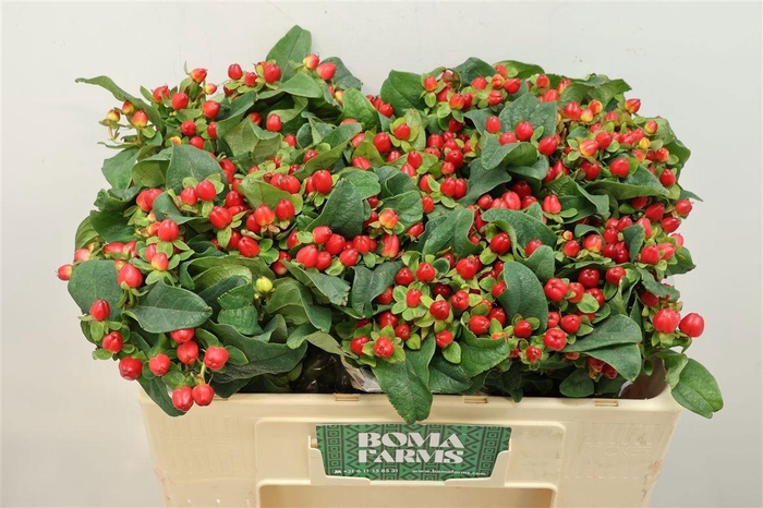 <h4>HYP MAG TRIUMPH</h4>