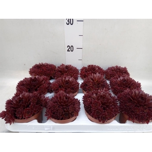 Sempervivum   ...