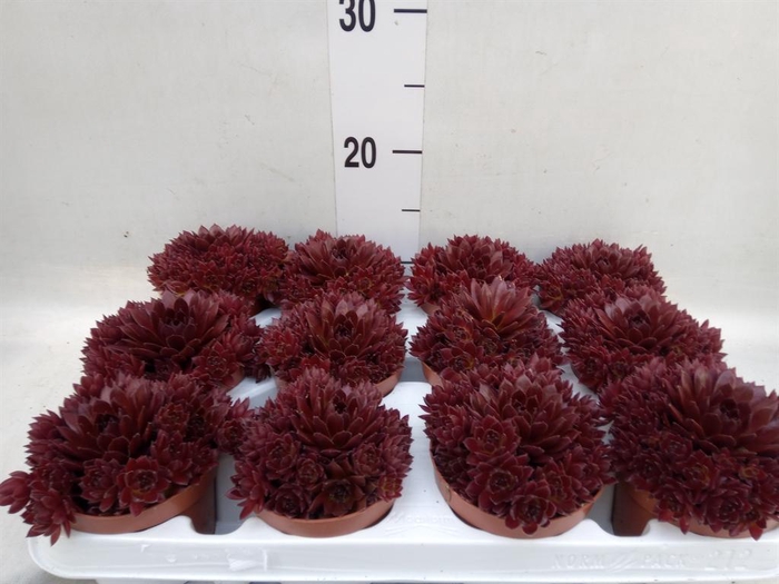 <h4>Sempervivum   ...</h4>