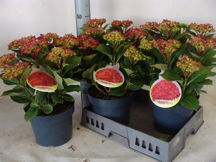 <h4>Hydrangea mac.   ...</h4>