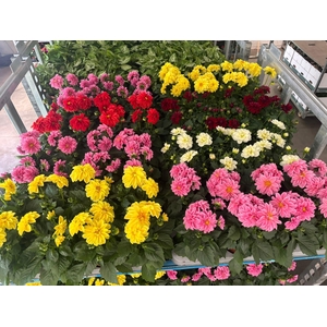 DAHLIA MIXK 5 KL