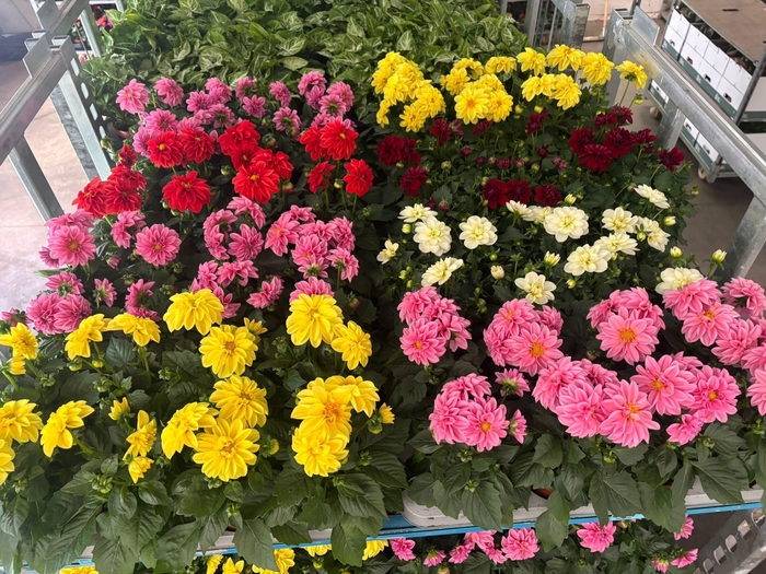 <h4>DAHLIA MIXK 5 KL</h4>