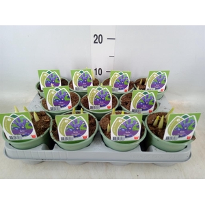 Iris reticulata 'Harmony'