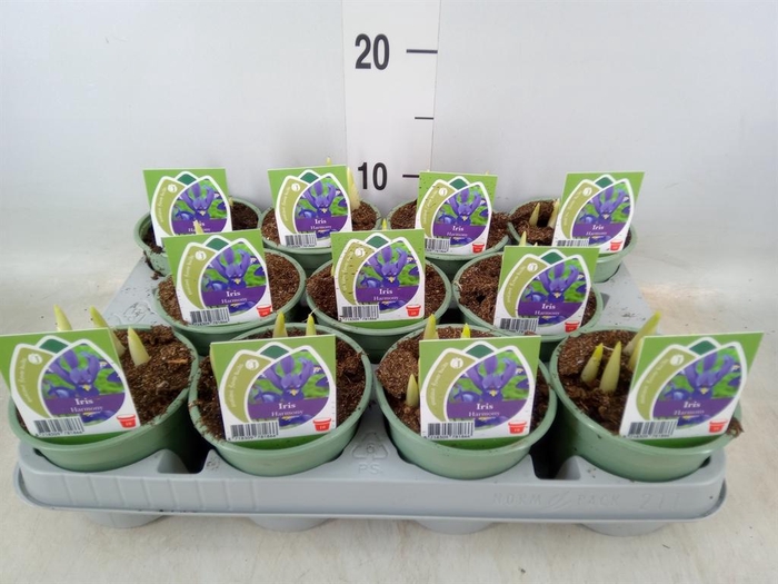 <h4>Iris reticulata 'Harmony'</h4>