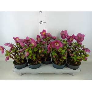 Helleborus  'Verboom Sifra'