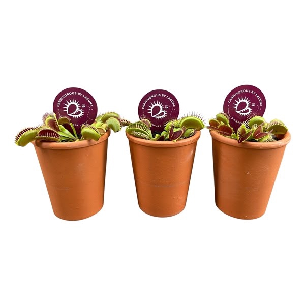 <h4>Dionaea muscipula in 7 cm terracotta pot (waterdicht)</h4>