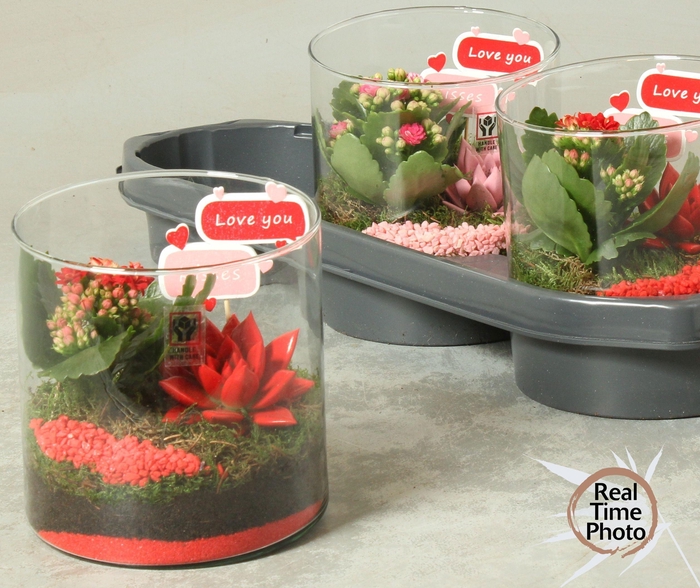 <h4>ARR KAMERPL</h4>