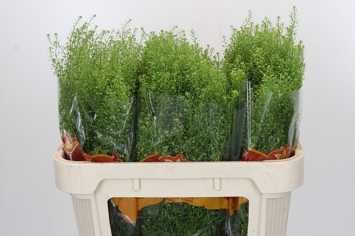 <h4>Lepidium Green Bell</h4>