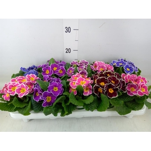 Primula ac.   ...mix
