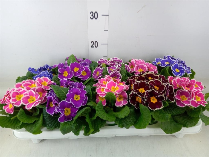 <h4>Primula ac.   ...mix</h4>