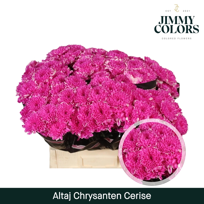 <h4>Chr T Altaj Cerise</h4>