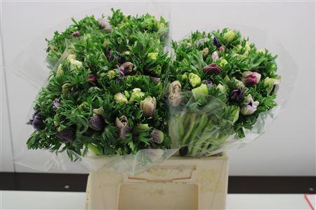 <h4>Anem Extra Pastel Lichtblauw</h4>