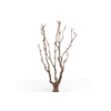 Syringa Branch Super Rheinberger
