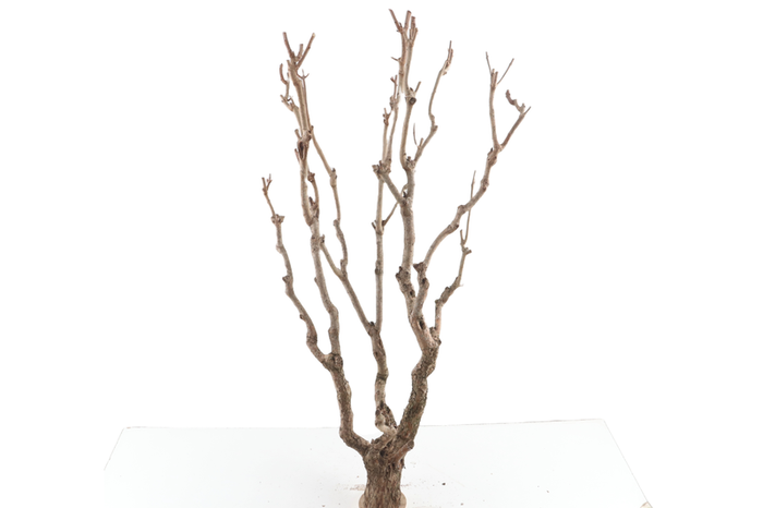 Syringa Branch Super Rheinberger