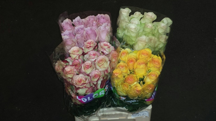 Rosa Ec Rainbow Mix