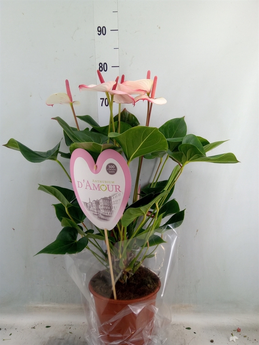 <h4>Anthurium  'Pr. Amalia Elegance'</h4>