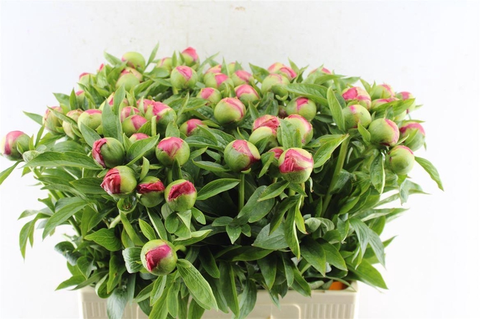 <h4>Paeonia L Flame</h4>