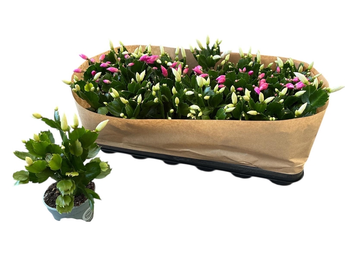 <h4>SCHLUMB GEM 2 KL</h4>