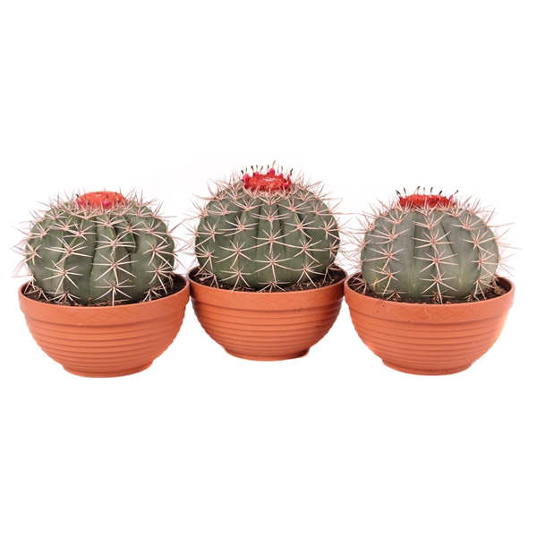 <h4>Melocactus bahiensis 17 cm</h4>